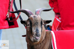 1-fc-koeln-bayern-muenchen-3-von-36